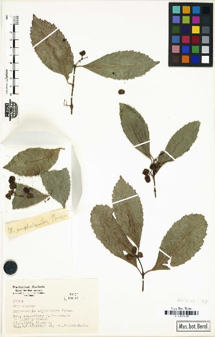 spécimen de Hennecartia omphalandra